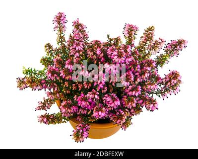 Pianta erica isolata in vaso a fioritura invernale (erica carnea) Foto Stock