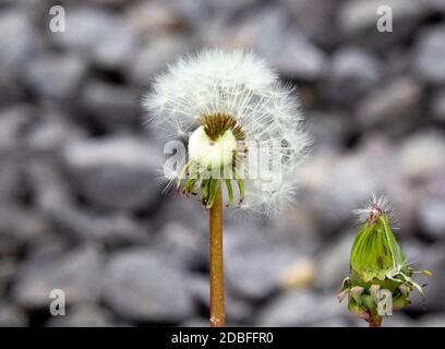 seme di dente di leone agganciato ad un germoglio Foto Stock