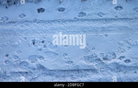 Tracce di persone, cani, gatti e automobili nella neve. Foto Stock