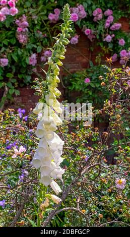 Purpurea digitale conosciuta come guanto comune, guanto di fossa viola o guanto da donna Foto Stock