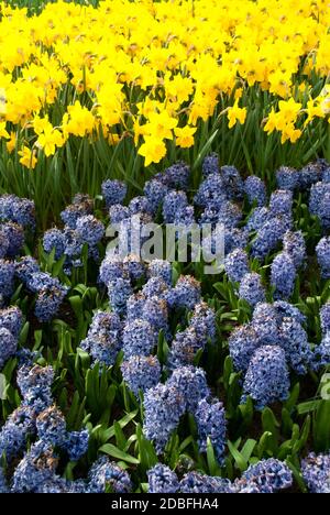 diverse piante fiorite nei fiori del parco Foto Stock