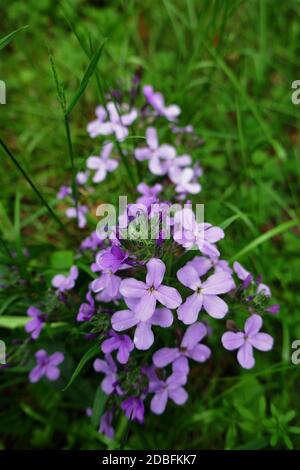 Erysimum cheiri Foto Stock