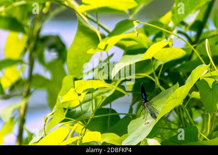 Dragonfly Demoiselle a fasce (Calopteryx splendens) - maschile nel parco britannico Foto Stock