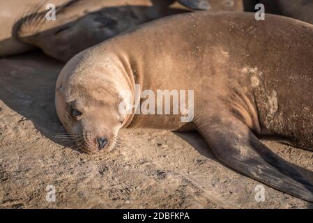 Sea Lion Close Up posa sulla Rocky Shore Foto Stock