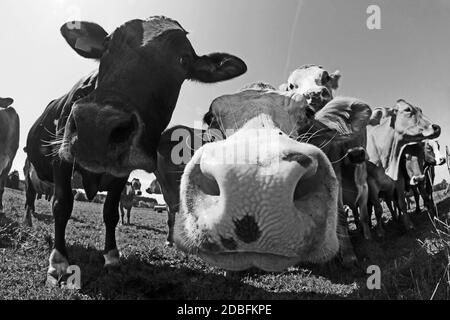 Divertente foto grandangolare di marrone curioso e macchiato bestiame su un pascolo in Baviera in bianco e nero Foto Stock