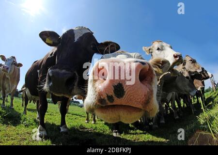 Divertente inquadratura grandangolare di marrone curioso e macchiato bestiame su Un pascolo in Baviera Foto Stock