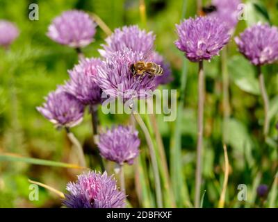 ape su un fiore di erba cipollina Foto Stock