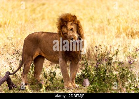 Leone maschio Foto Stock