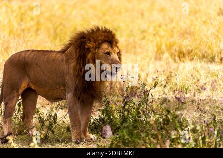 Leone maschio Foto Stock