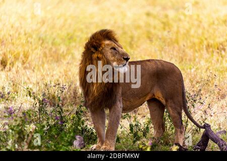 Leone maschio Foto Stock