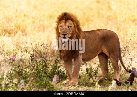 Leone maschio Foto Stock