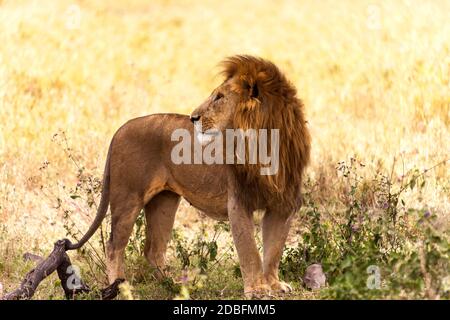 Leone maschio Foto Stock