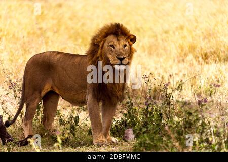 Leone maschio Foto Stock