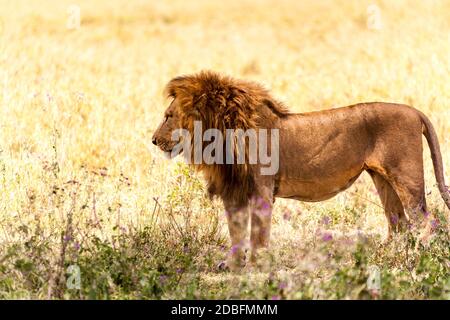 Leone maschio Foto Stock