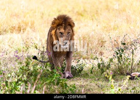 Leone maschio Foto Stock