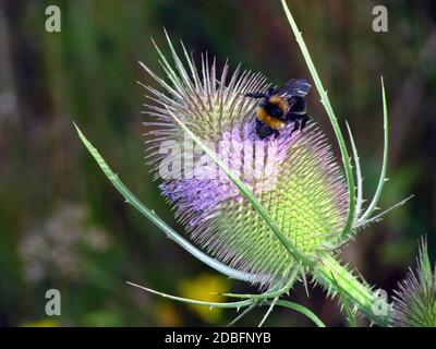 Teasel selvatico, Dipsacus fullonum L., fioritura con ape bumble Foto Stock