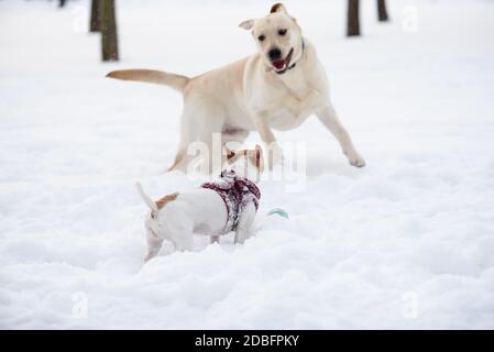 Due cani felici che giocano nel parco per cani fuori dal guinzaglio con giocattolo a palla in neve profonda il giorno d'inverno Foto Stock