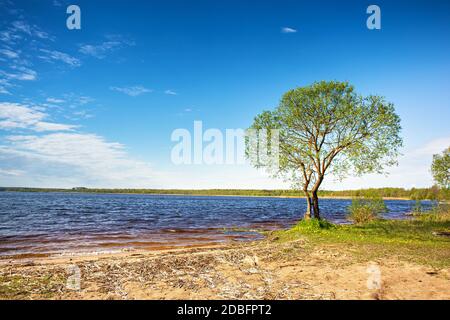 Lone albero sul lago. Soleggiato luce diurna scena rurale. Luogo per rilassarsi in vacanza. Lago di Selyava in Bielorussia Foto Stock