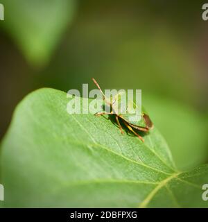 Bug verde di palomena prasina sulla foglia di un cespuglio lilla Foto Stock