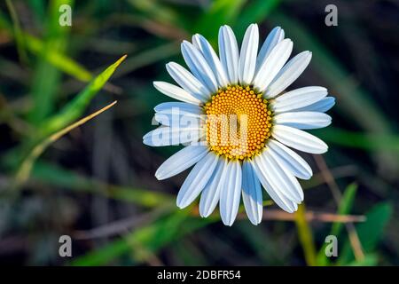 Bellis perennis conosciuto come comune, prato o inglese margherita, bruisewort e woundwort Foto Stock