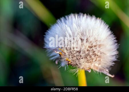 Taraxacum officinale noto come dente di leone comune Foto Stock