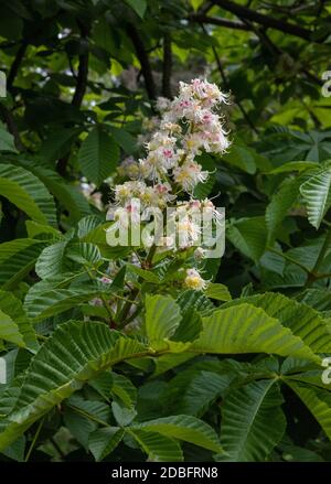Castagne di cavallo in fiore o albero di Conker (Aesculus hippocastanum) Foto Stock