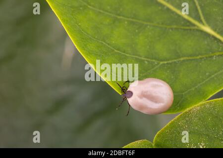 Tick (Ixodes ricinus) cammina su foglia verde. Pericolo insetto può trasmettere sia batteri e patogeni virali come gli agenti causativi della malattia di Lyme Foto Stock