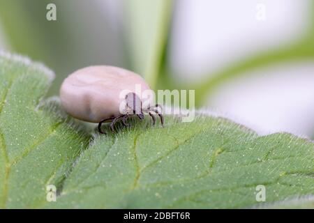 Tick (Ixodes ricinus) cammina su foglia verde. Pericolo insetto può trasmettere sia batteri e patogeni virali come gli agenti causativi della malattia di Lyme Foto Stock