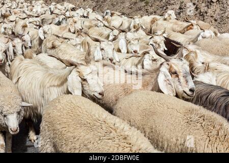 Mandria di ovini e caprini Pashmina in Himalaya. Himachal Pradesh, India Foto Stock