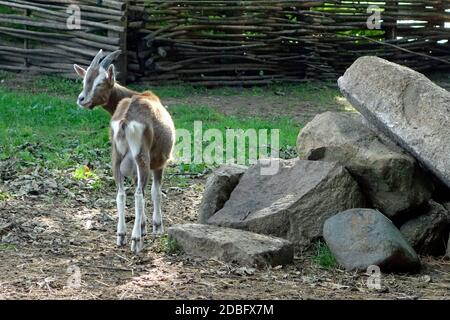 Capra aegagrus hircus Foto Stock