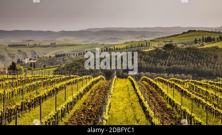 Vigneto in colline foggose di Asciano, Chiusure, Toscana, Italia, aprile. Foto Stock