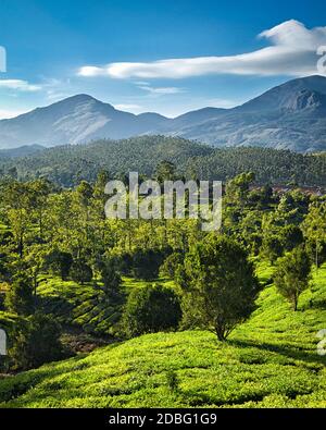 Piantagioni di tè verde all'alba a Munnar, Kerala, India Foto Stock