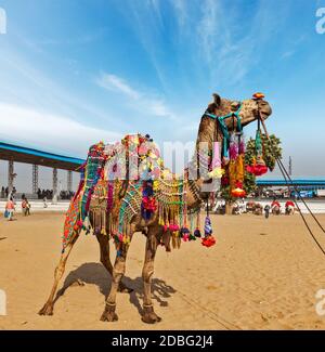 Cammello decorato a Pushkar Mela (Pushkar Camel Fair). Pushkar, Rajasthan, India Foto Stock