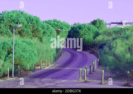 Strada vuota circondata da alberi di pino verde Foto Stock