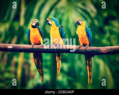 Immagine in stile hipster filtrata effetto retrò vintage di Macaw Blue-and-Yellow (Ara ararauna), noto anche come Macaw Blue-and-Gold Foto Stock