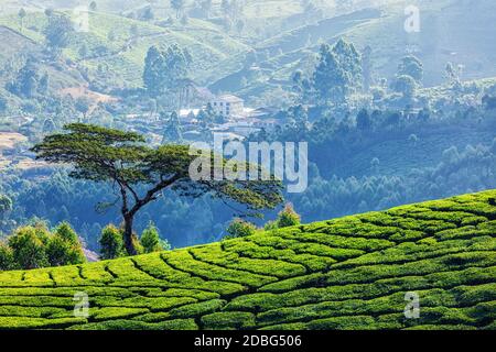 Albero su collina con piantagioni di tè, Munnar, Kerala stato, India Foto Stock