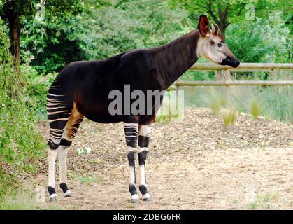 Okapi (Okapia johnstoni) conosciuto anche come Forest Giraffe, giraffe congolese, Zebra Giraffe è un mammifero a strisce originario della Repubblica Democratica del Congo Foto Stock