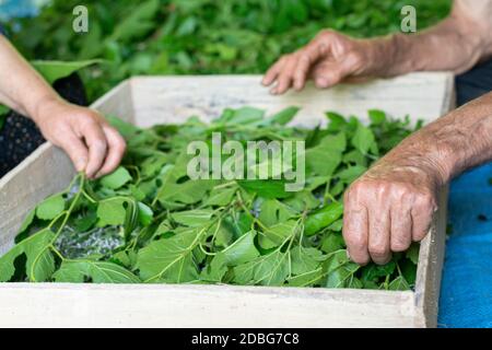 Uomini e donne che alimentano i bachi da foglie fresche di gelso in modo tradizionale Foto Stock