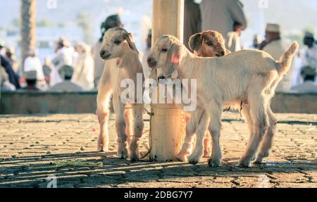 Giovani capre in mostra al mercato della capra a a Nizwa, Oman Foto Stock