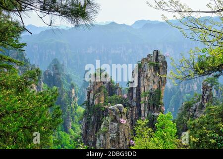 Famosa attrazione turistica della Cina - Zhangjiajie colonne di pietra montagne rocciose a Wulingyuan, Hunan, Cina Foto Stock
