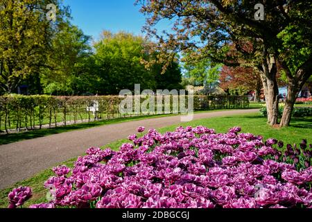 I tulipani in fiore doppi (tulipani fioriti a peonia) fioriti nel giardino dei fiori di Keukenhof, noto anche come il Giardino d'Europa, uno dei più grandi gar di fiori del mondo Foto Stock