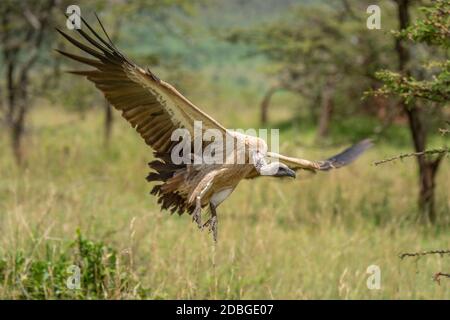 Avvoltoio africano con schienale bianco che diffonde le ali verso la terra Foto Stock