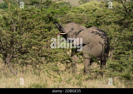 L'elefante africano si alza tronco di sollevamento in cespugli Foto Stock