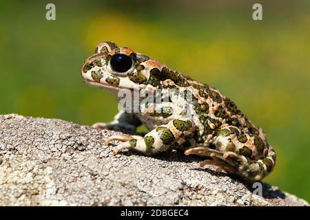 Ancora europea rospo verde, bufote viridis, con macchie rosse nella stagione di accoppiamento dalla vista laterale. Rana modellata all'alba con fiorente prato verde wi Foto Stock