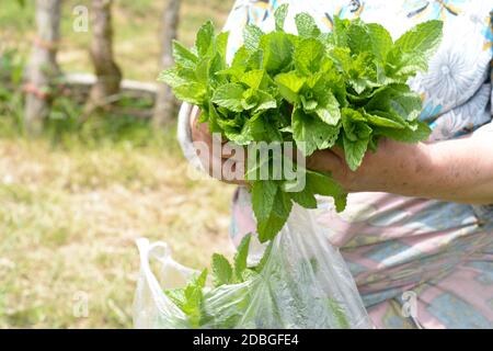 Donna musulmana che tiene un mazzo di piante di menta fresche primaverili in mani, prodotti biologici coltivati in casa Foto Stock