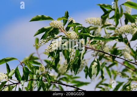 Fioritura di Prunus serotina, comunemente chiamata amarena, amarena selvatica, ciliegia di rum Foto Stock