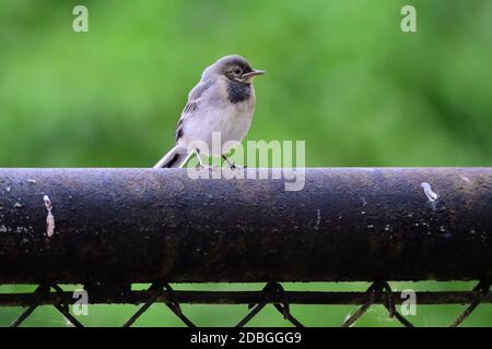 Little White Wagtail su una porta del giardino Foto Stock