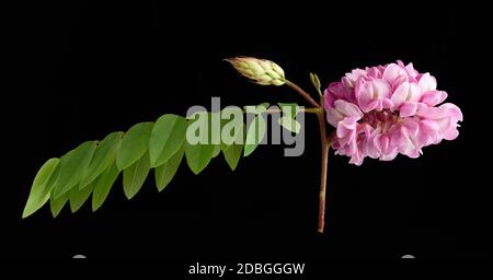 Ramo fiorito Robinia neomexicana con infiorescenza rosa isolata su fondo nero Foto Stock