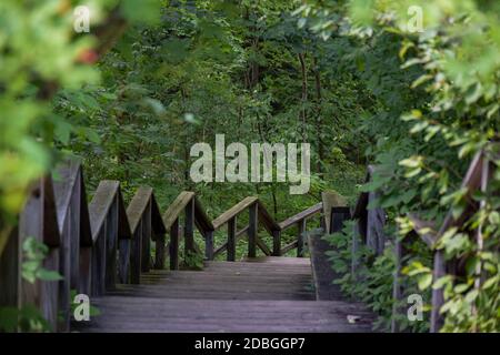 Scale di legno che discendono fiancheggiate e incorniciate da verde fogliame Foto Stock