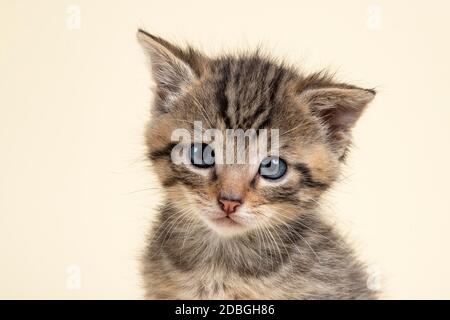 Europäische Wildkatze (Felis silvestris), Jungtier, Tierportrait, Captive, 8 Wochen, Studioaufnahme, Österreich Foto Stock